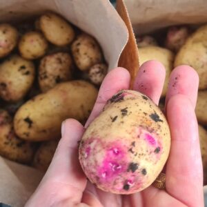 Carolus potatis