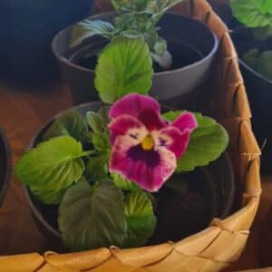 Bukettviol Frizzle Sizzle mini tapestry